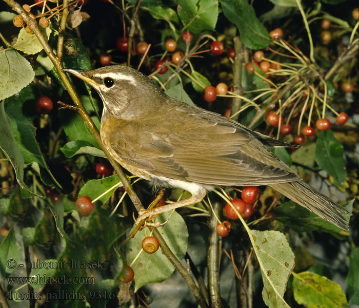 Turdus pallidus 白腹鸫 Drozd bledý Fahldrossel Amurdrossel Pale Thrush Zorzal Pálido