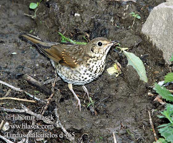 Turdus philomelos Song Trush Singdrossel Grive musicienne