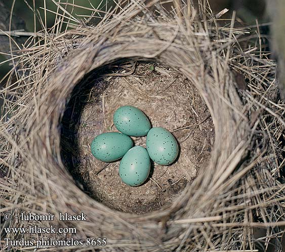eggs nest Turdus philomelos Song Trush Singdrossel