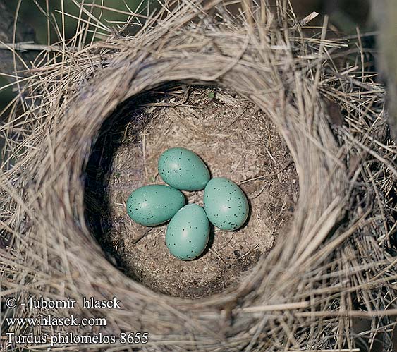 Turdus philomelos 8655