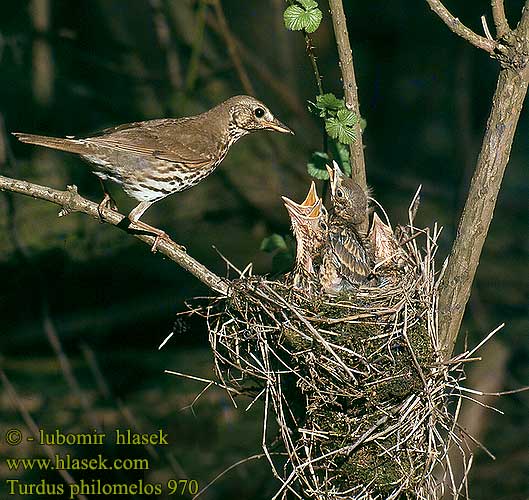 Turdus philomelos 970