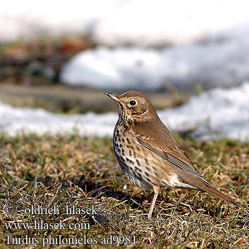 Turdus philomelos Zorzal Común Tordo bottaccio Måltrost