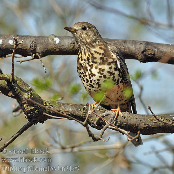 Turdus philomelos Song Trush Singdrossel Grive musicienne