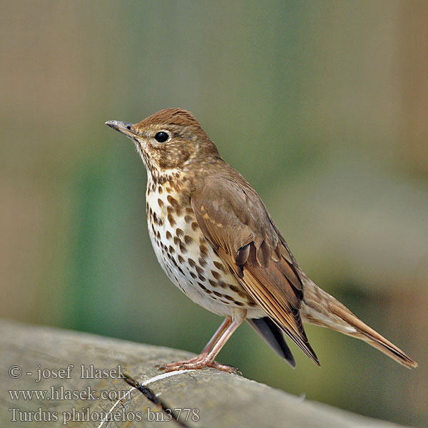 Drozd zpěvný Turdus philomelos Song Trush