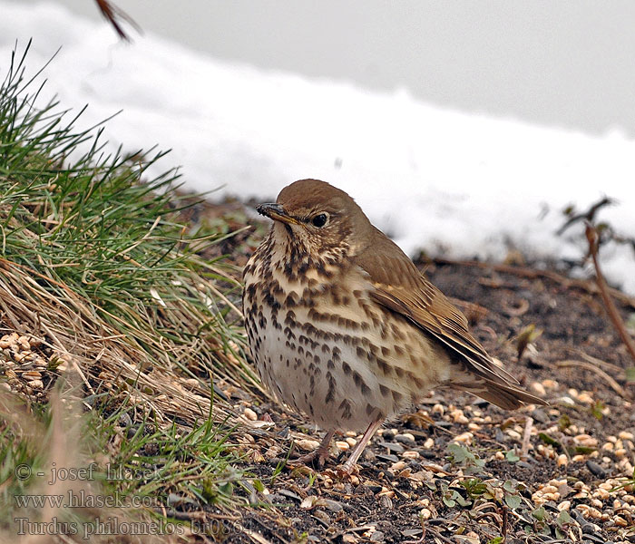 Turdus philomelos Song Trush Singdrossel Grive musicienne