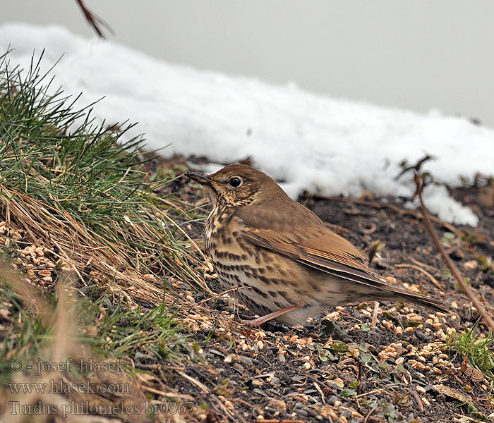 Turdus philomelos Zorzal Común Drozd zpěvný Sangdrossel