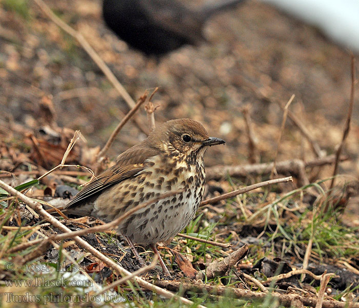 Turdus philomelos Zanglijster Laulurastas Tordo bottaccio