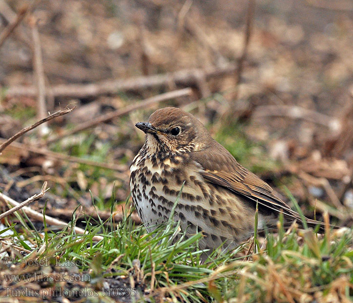 Turdus philomelos Måltrost Taltrast 欧歌鸫 Дрозд певчий