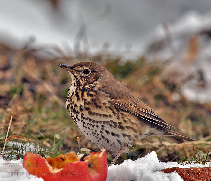 Turdus philomelos ウタツグミ السمنة المغردة Τσίχλα Tordo-comum