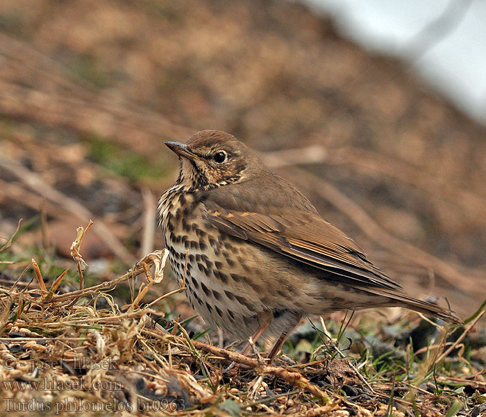 Turdus philomelos Співочий дрізд İter ardıç קכלי רונן