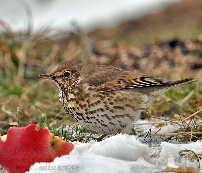 Turdus philomelos İter ardıç öter ardyç קכלי רונן