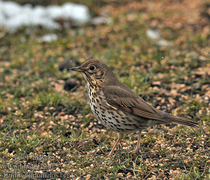 Turdus philomelos Śpiewak Énekes rigó