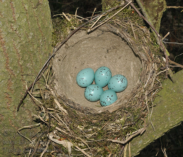 Turdus philomelos Drozd plavý Dziedatajstrazds Laulurästas