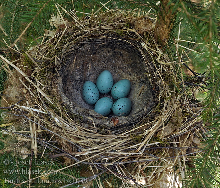 Drozd zpěvný Turdus philomelos