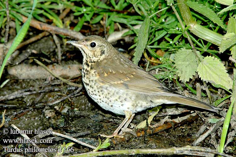 Turdus philomelos Дрозд певчий ウタツグミ