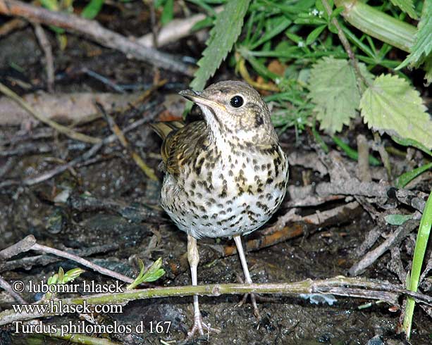 Turdus philomelos Співочий дрізд İter ardıç