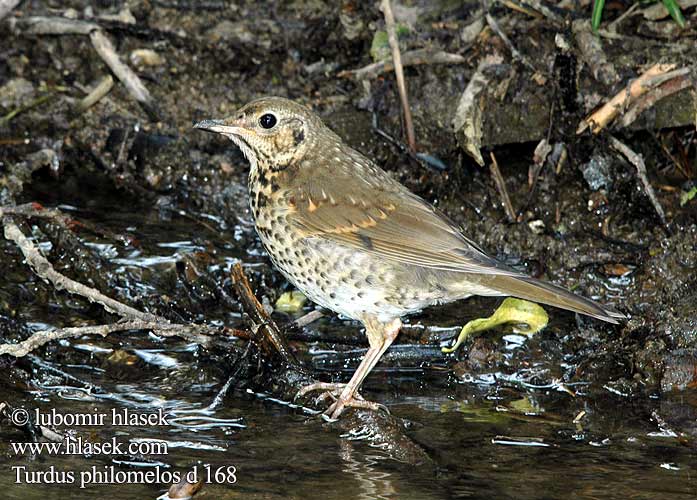 Turdus philomelos Співочий дрізд İter ardıç