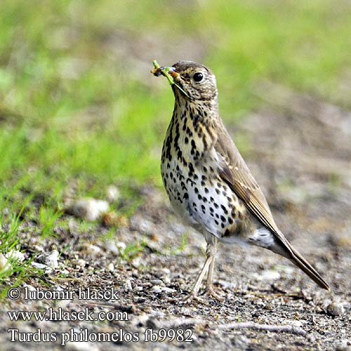 Turdus philomelos fb9982