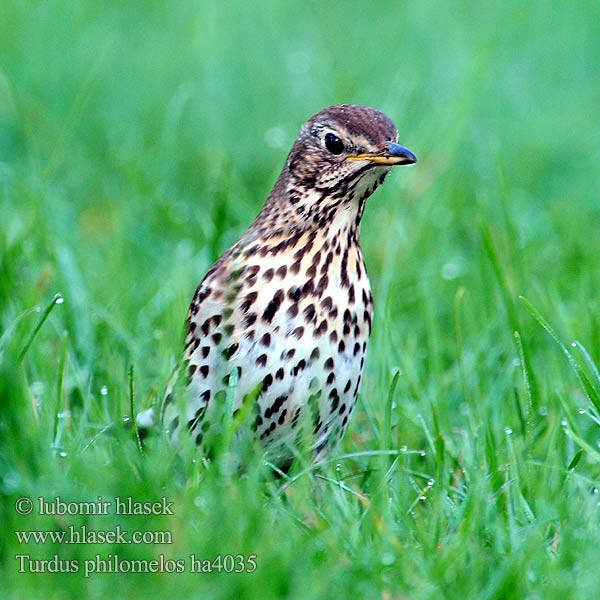 Turdus philomelos ha4035