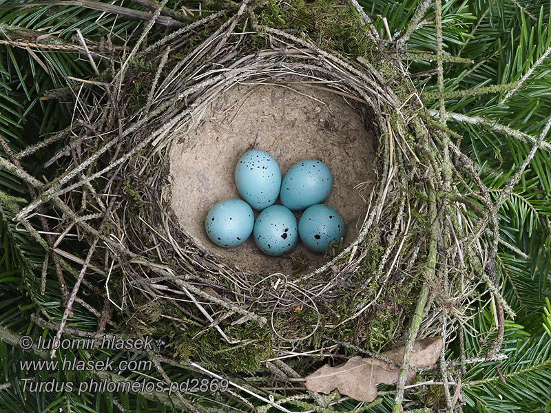 Turdus philomelos