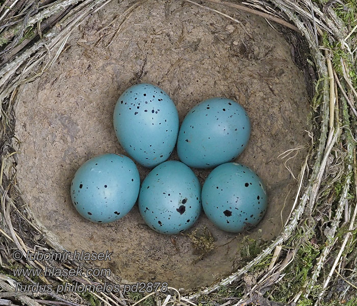 Turdus philomelos