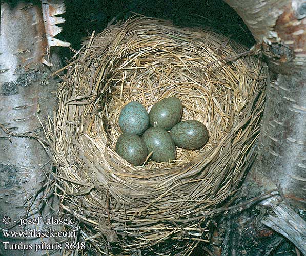 eggs nest Turdus pilaris Fieldfare Sjagger Räkättirastas