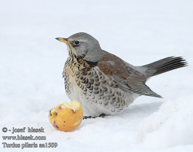 Turdus pilaris Fieldfare Sjagger Räkättirastas