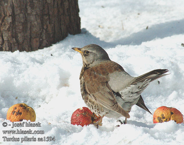 Turdus pilaris Kramsvogel Cesena Fenyőrigó