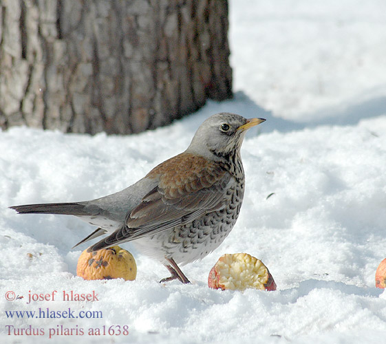 Turdus pilaris aa1638