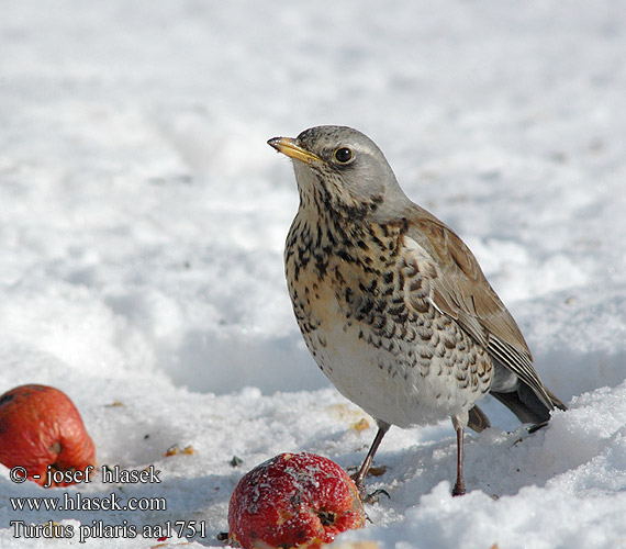 Turdus pilaris Drozd kvíčala Zorzal real Björktrast