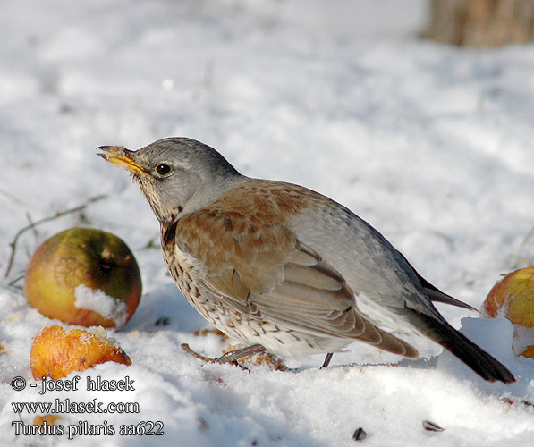 Turdus pilaris 田鸫 Рябинник ノハラツグミ