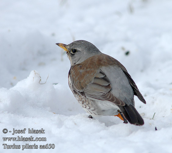 Turdus pilaris Κεδρότσιχλα Tordo-zornal