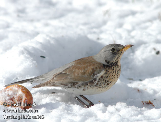 Turdus pilaris קכלי אפור Fieldfare Sjagger