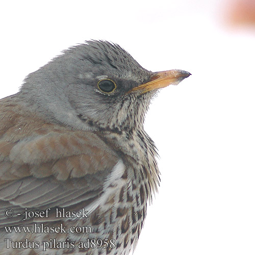 Turdus pilaris Grive litorne Wacholderdrossel Drozd kwiczoł