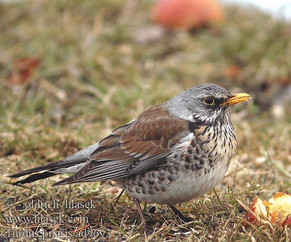 Turdus pilaris ad9693