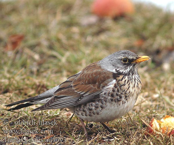 Turdus pilaris Fieldfare Wacholderdrossel