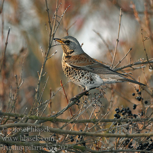 Turdus pilaris ba3207