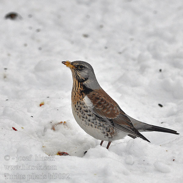 Turdus pilaris bi9092