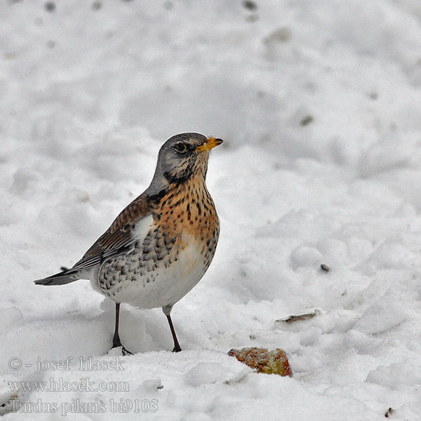 Turdus pilaris bi9103