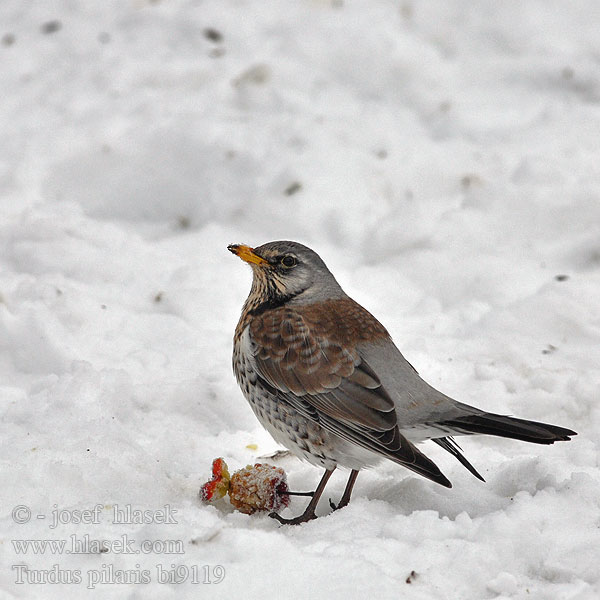 Fieldfare Sjagger Räkättirastas Grive litorne