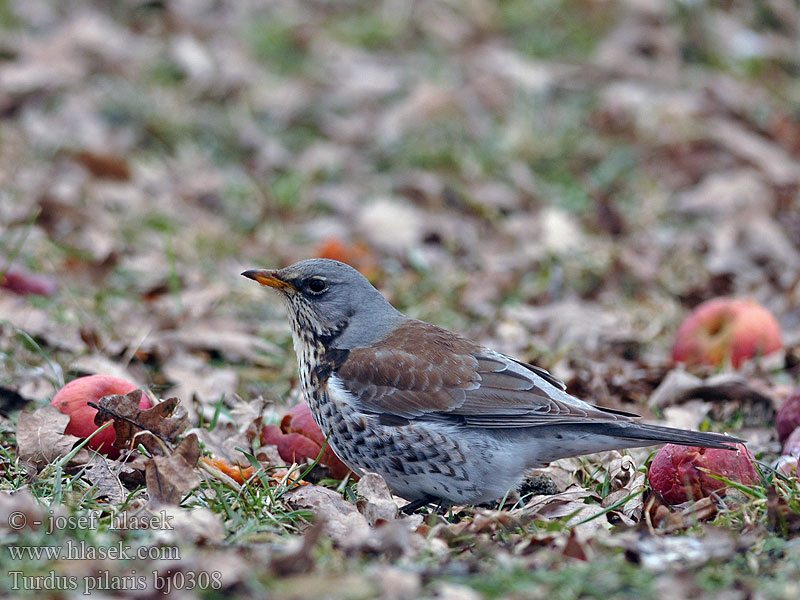 Turdus pilaris bj0308