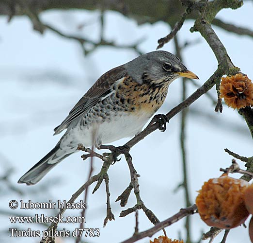 Turdus pilaris Drozd kwiczoł Drozd čvíkotavý Drozd kvíčala