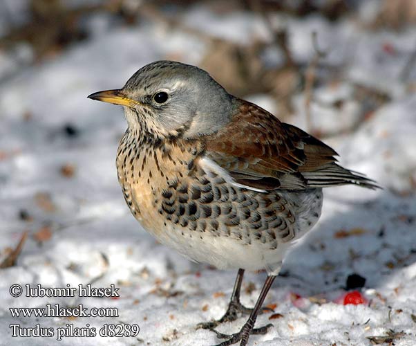 Turdus pilaris Räkättirastas Grive litorne Kramsvogel