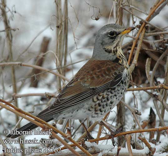 Turdus pilaris Fieldfare Kramsvogel Drozd kvíčala