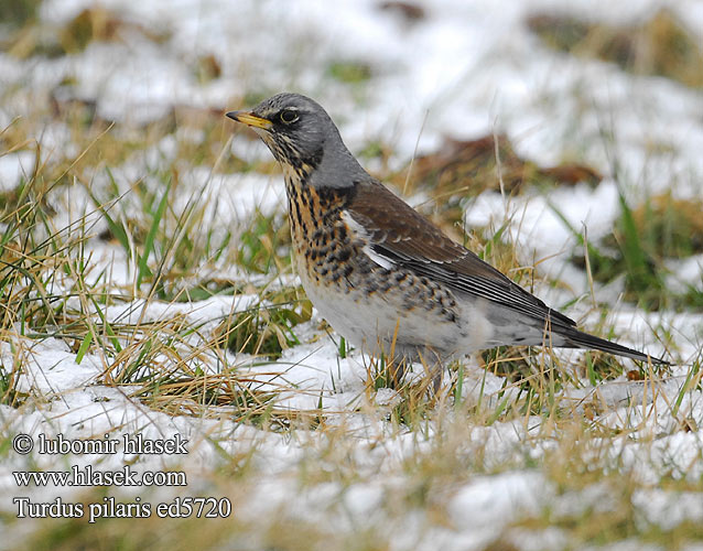 Turdus pilaris ed5720