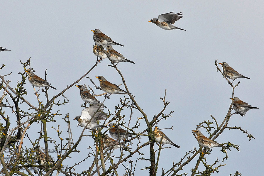 Turdus pilaris