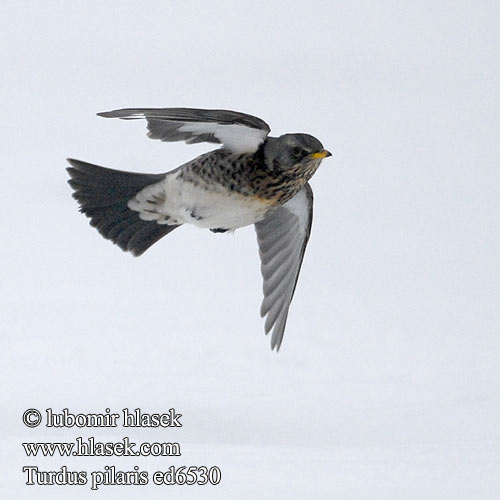 Turdus pilaris ed6530