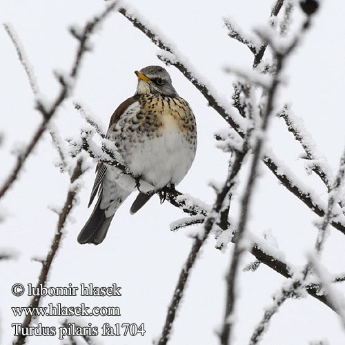 Turdus pilaris fa1704