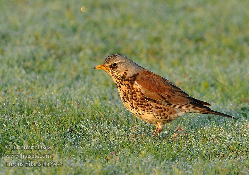 Sjagger Räkättirastas Grive litorne Kramsvogel