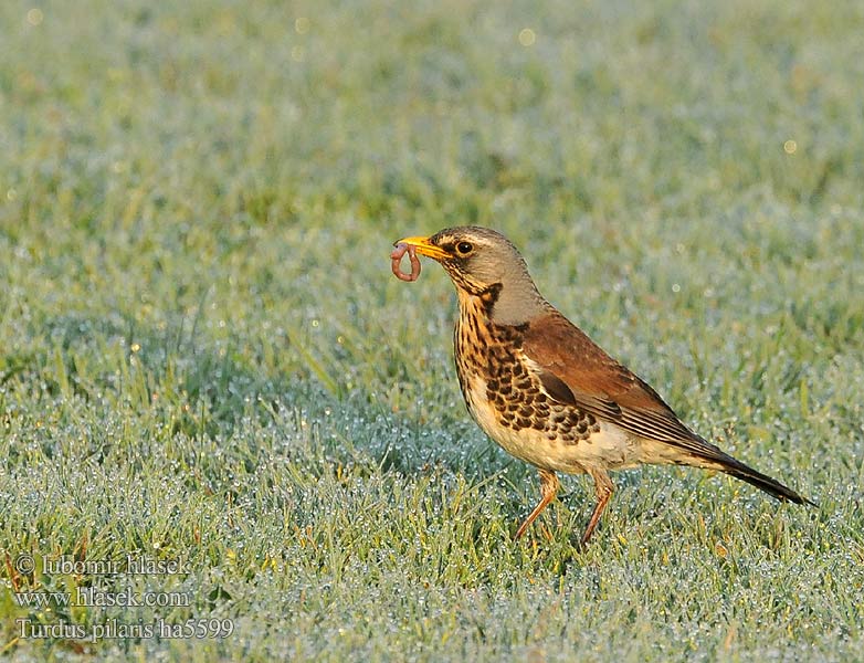 Räkättirastas Grive litorne Kramsvogel Cesena